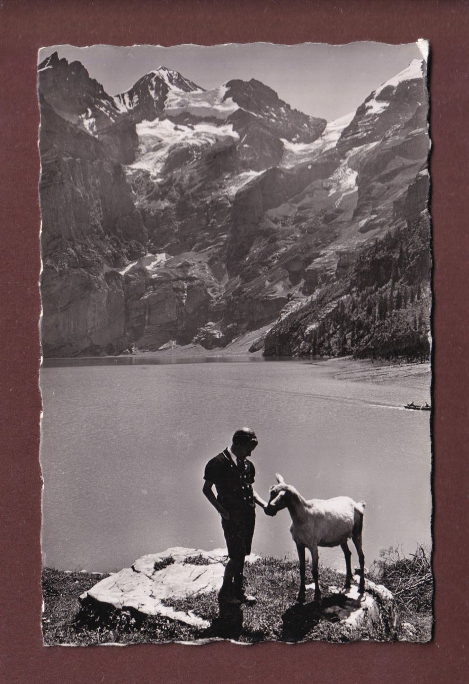 Cartoline postali: OESCHINENSEE - Ziege - Blümlisalp – Usato da Pully venduto da nicecards-shop