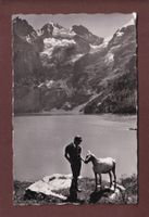 OESCHINENSEE - Ziege - Blümlisalp