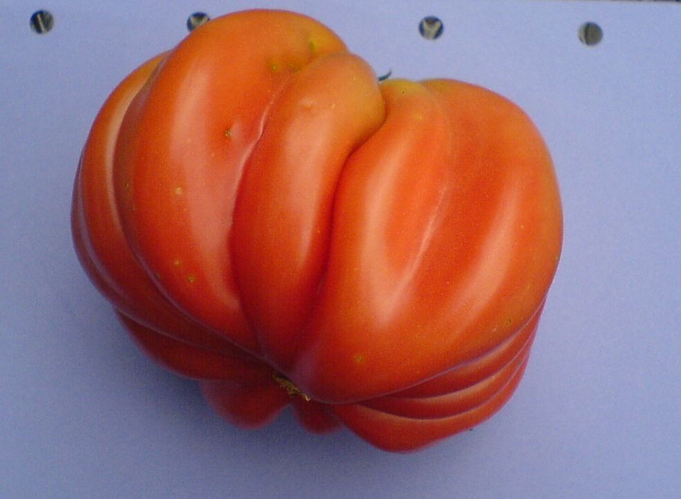 Pflanzen & Samen: Tomatensorte: Bührer Keel - Setzling! – Neu (gemäss Beschreibung) aus Steffisburg von Calceolaria