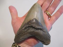 StarRecordsGmbH: Megalodon-Zahn / 12,4 cm / mit Zertifikat
