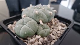 Lophophora Sp. KS99, Presa de Guadalupe SLP (3 Köpfe!)