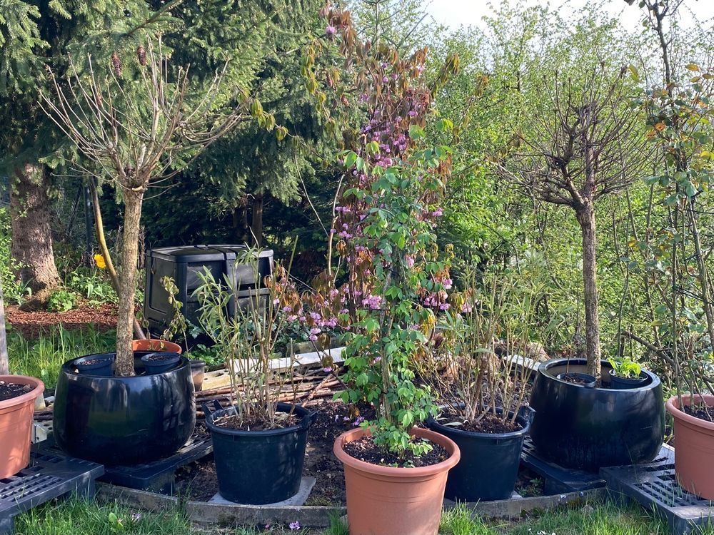 Pflanzen & Samen: Trompetenbaum Pflanzen Blumen Gartenbäume Baum – Gebraucht aus Dottikon von 6571 3