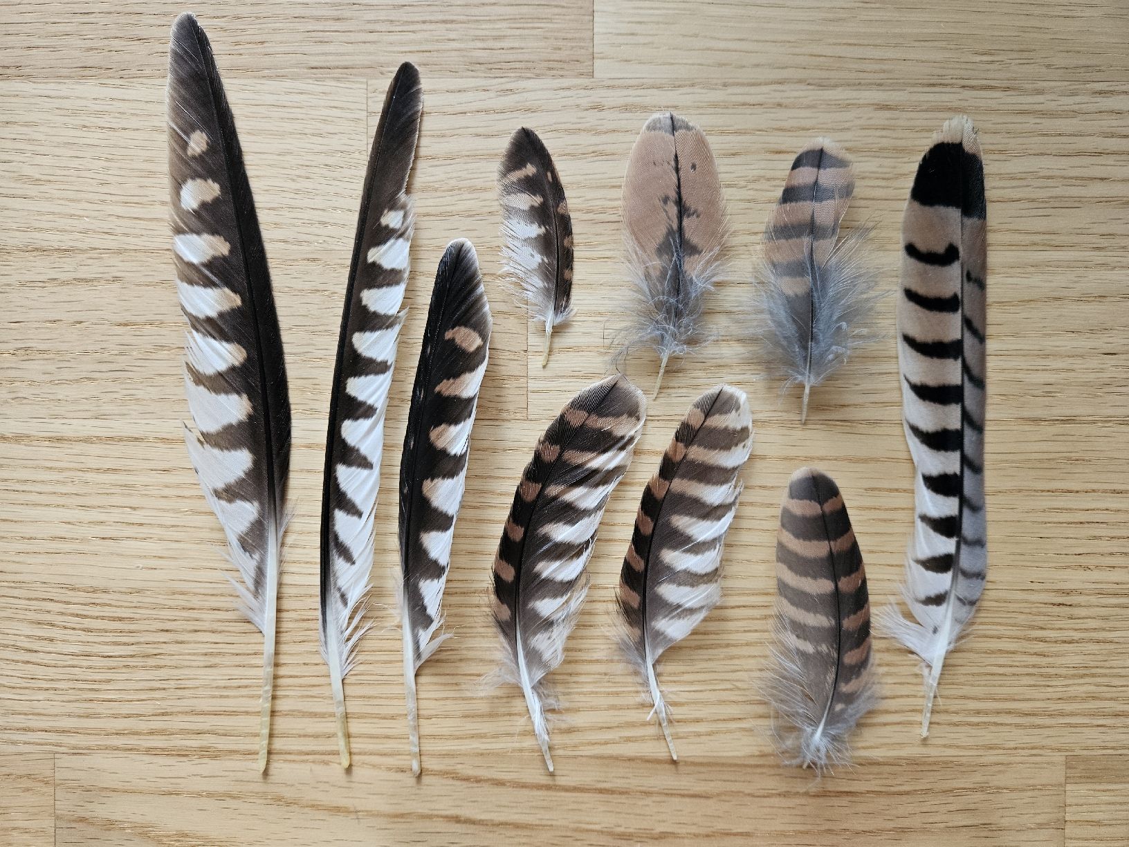 Il mondo degli animali: Turmfalke Federn – Nuovo (secondo la descrizione) da Wallenwil venduto da luc_mei