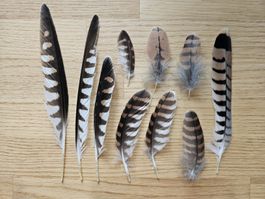 Turmfalke Federn