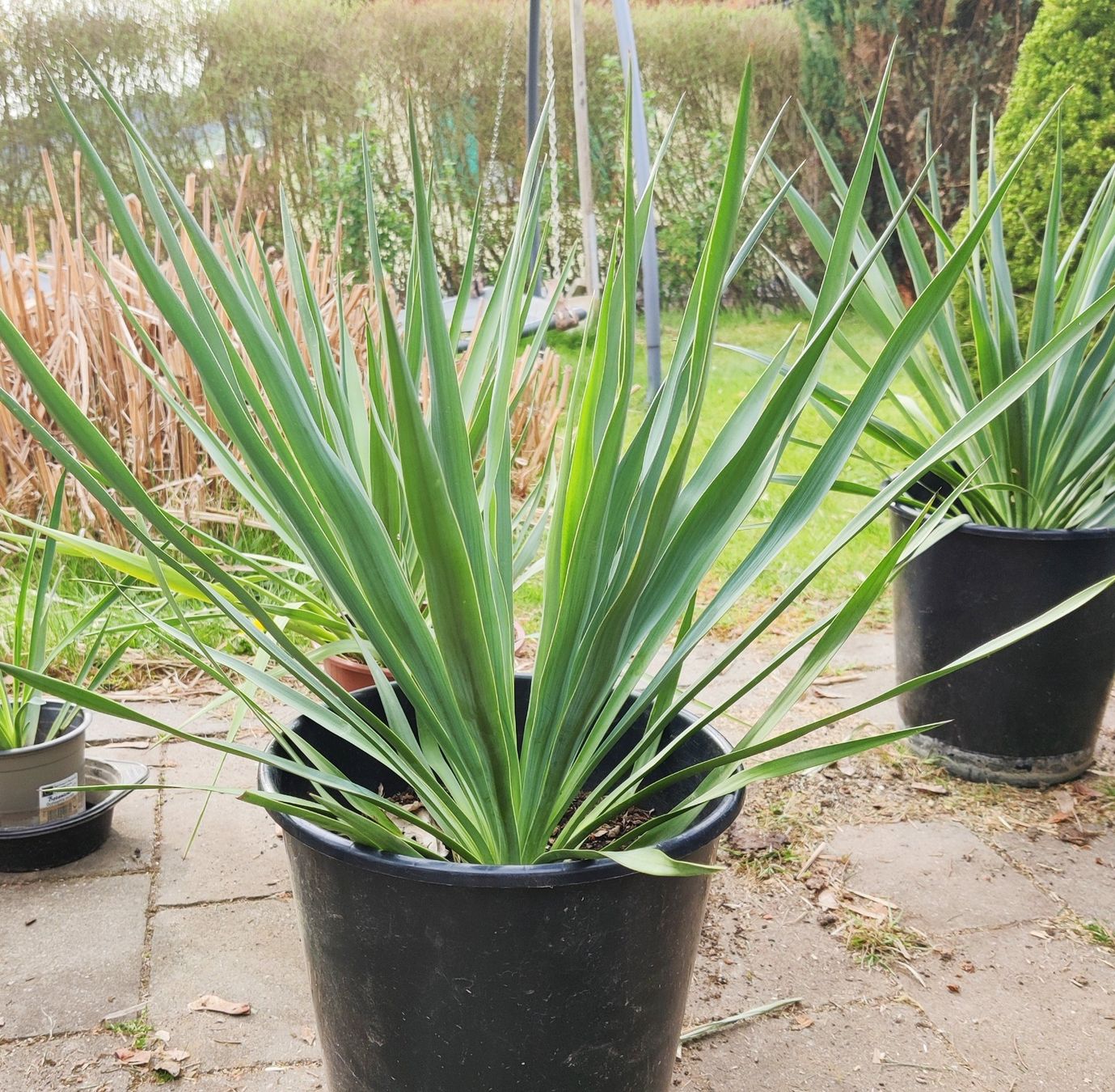 wie dünge ich olivenbäume Olivenbaum Dünger von Flora Boost