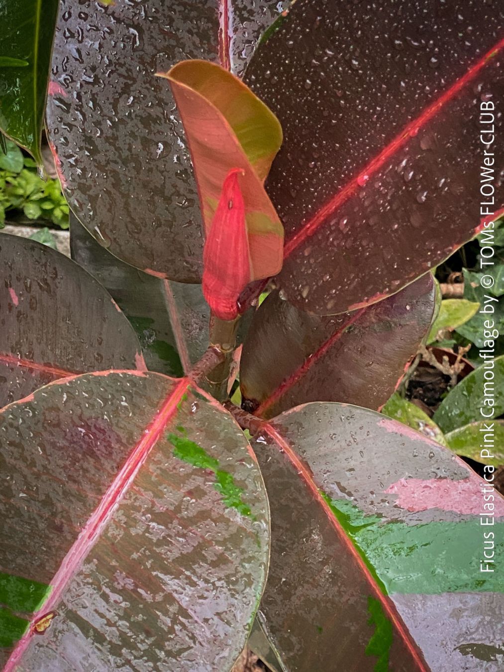 Ficus Elastica Pink Camouflage - schau Dir die Bltter an! (Neu (gemss  Beschreibung)) in Adliswil fr CHF 57  mit Lieferung auf Ricardo kaufen