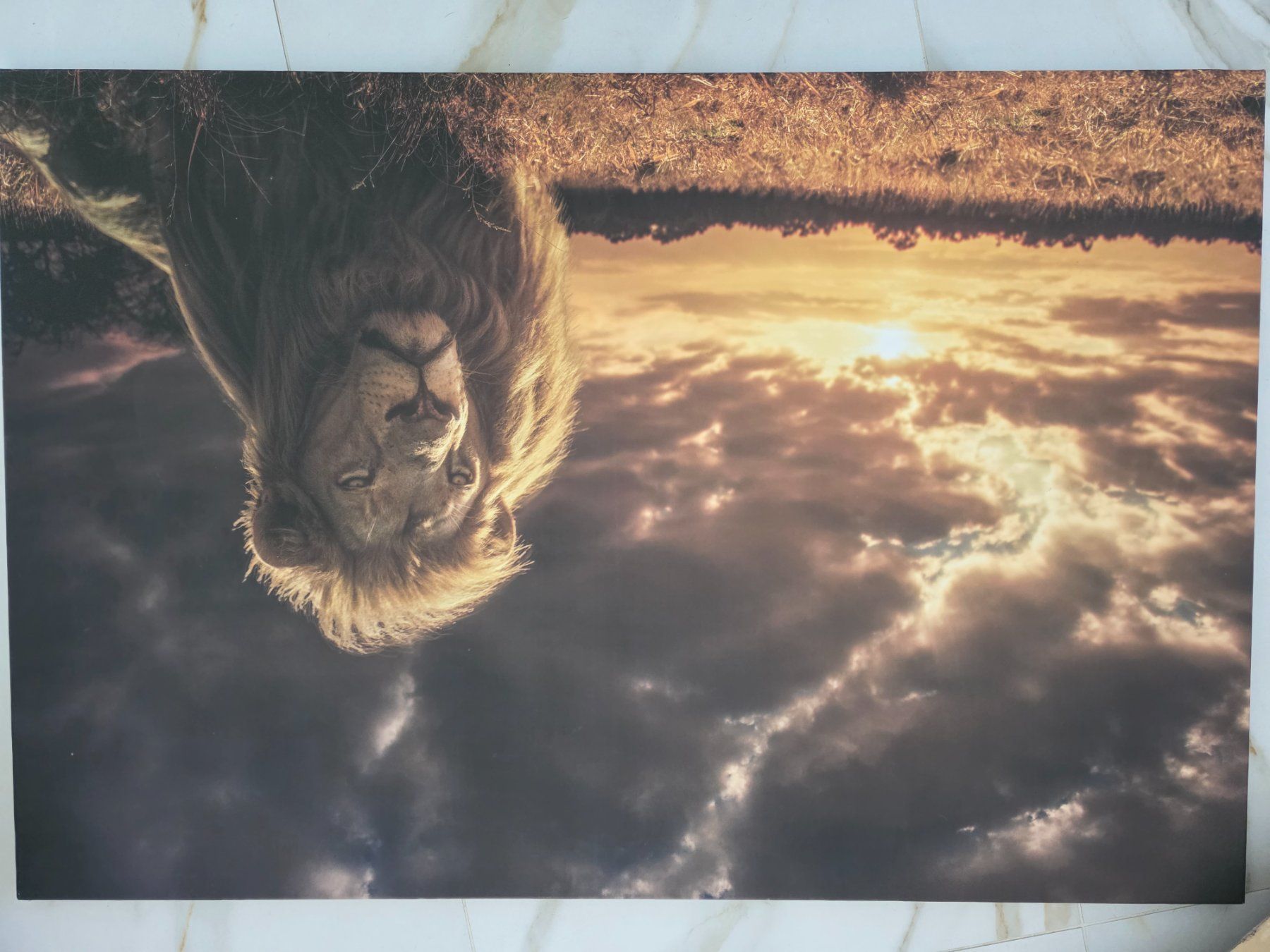Foto & Immagini: Löwe Wandbild – Usato da Busswil BE venduto da Jj94-