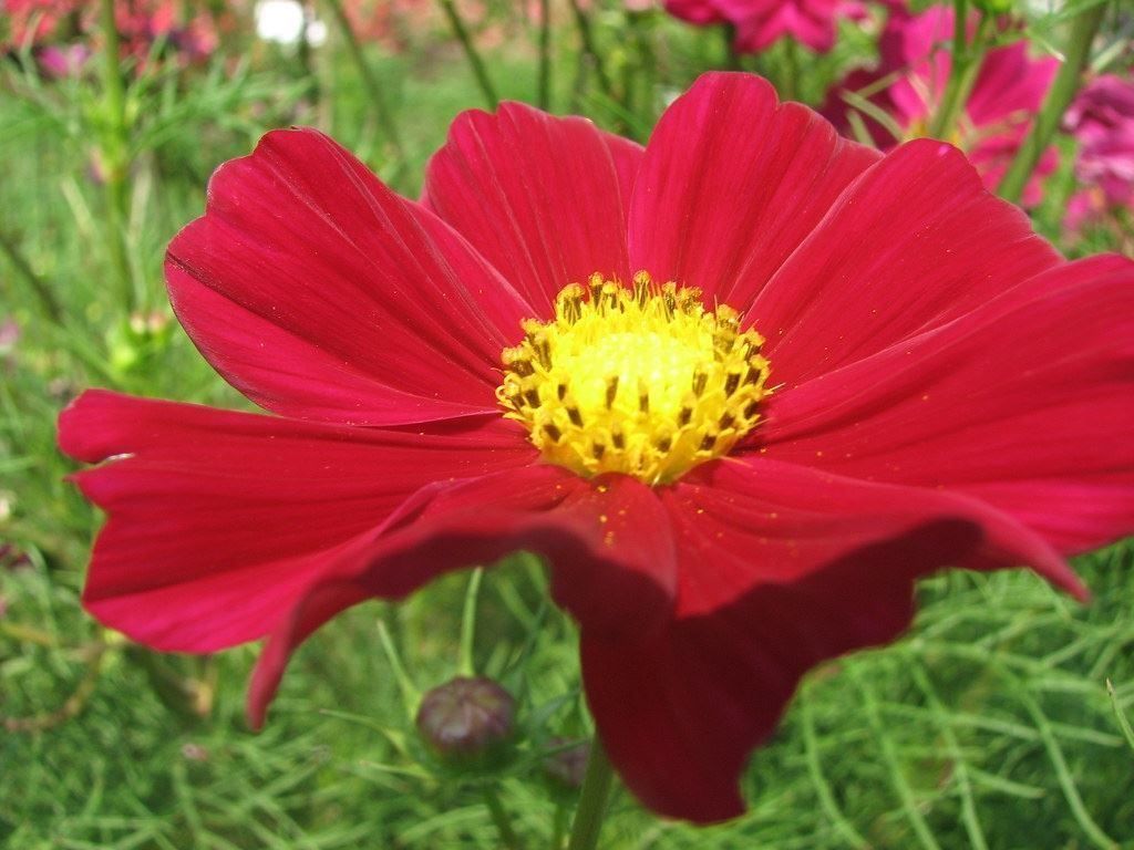 Pflanzen & Samen: 100 Samen Cosmea GAZEBO RED Schmuckkörbchen – Neu (gemäss Beschreibung) aus Ehrendingen von VerveinaSamen 3