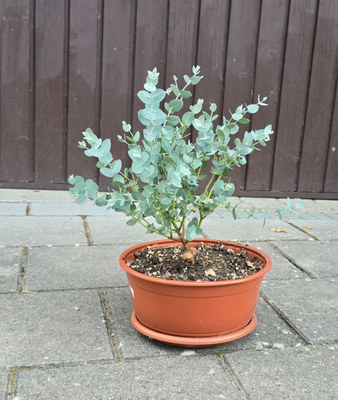 Pflanzen & Samen: Eukalyptus – Neu (gemäss Beschreibung) aus Aarburg von popkorn65 2