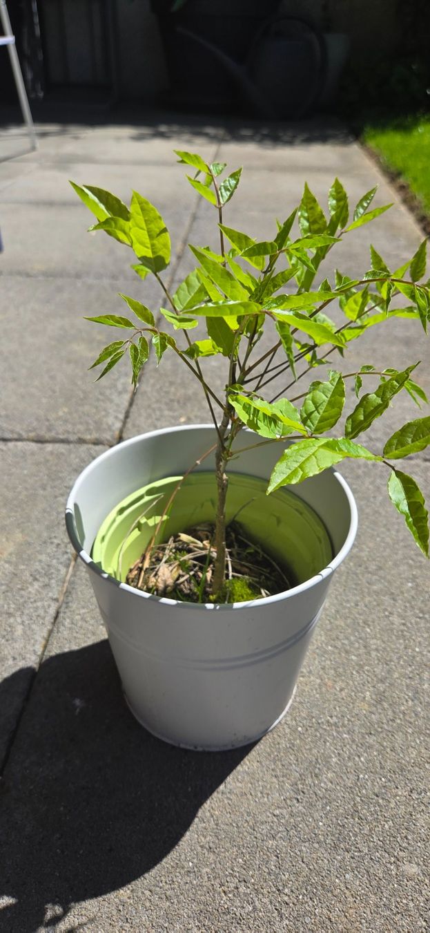Piante & sementi: Wysteria Setzling ca. 20-30cm DÜFTEND! – Nuovo (secondo la descrizione) da Subingen venduto da DENDLE20 4