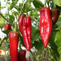 'Big Jim Organic ' Chili - Pflanze!
