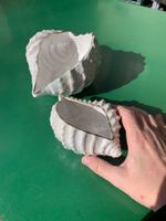 Muscheln Porzellan