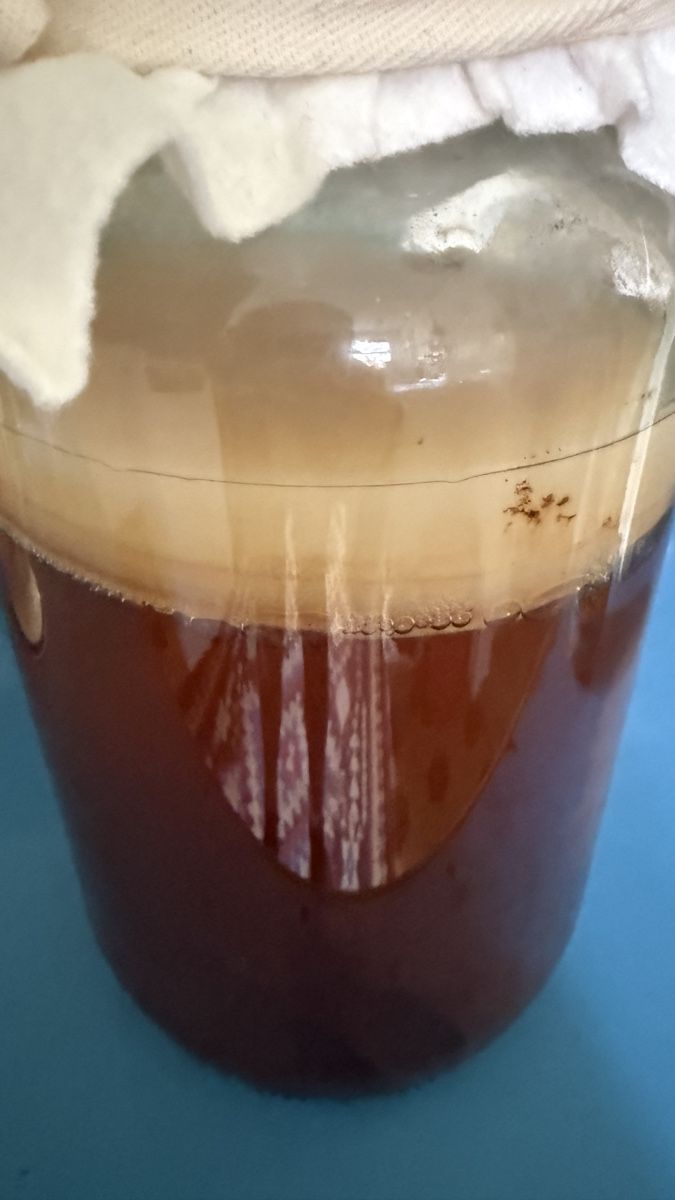 Cibi & Specialità: SCOBY Starter für Kombucha – Nuovo (secondo la descrizione) da Zürich venduto da NorinaAurora 2