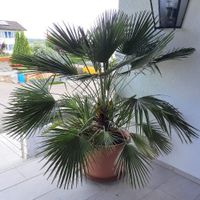 Tropenflair grosse wunderbare Palme 230 x 200 cm