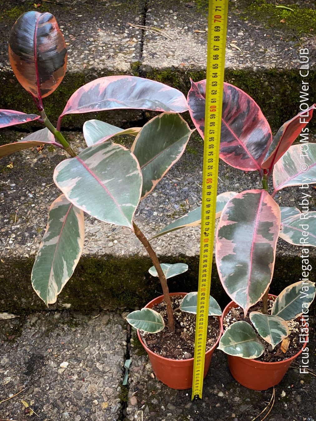 Piante & sementi: Ficus Elastica Variegata Red Ruby - ein eleganter Blickfang – Nuovo e nell'imballaggio originale da Adliswil venduto da asTOMas963 6