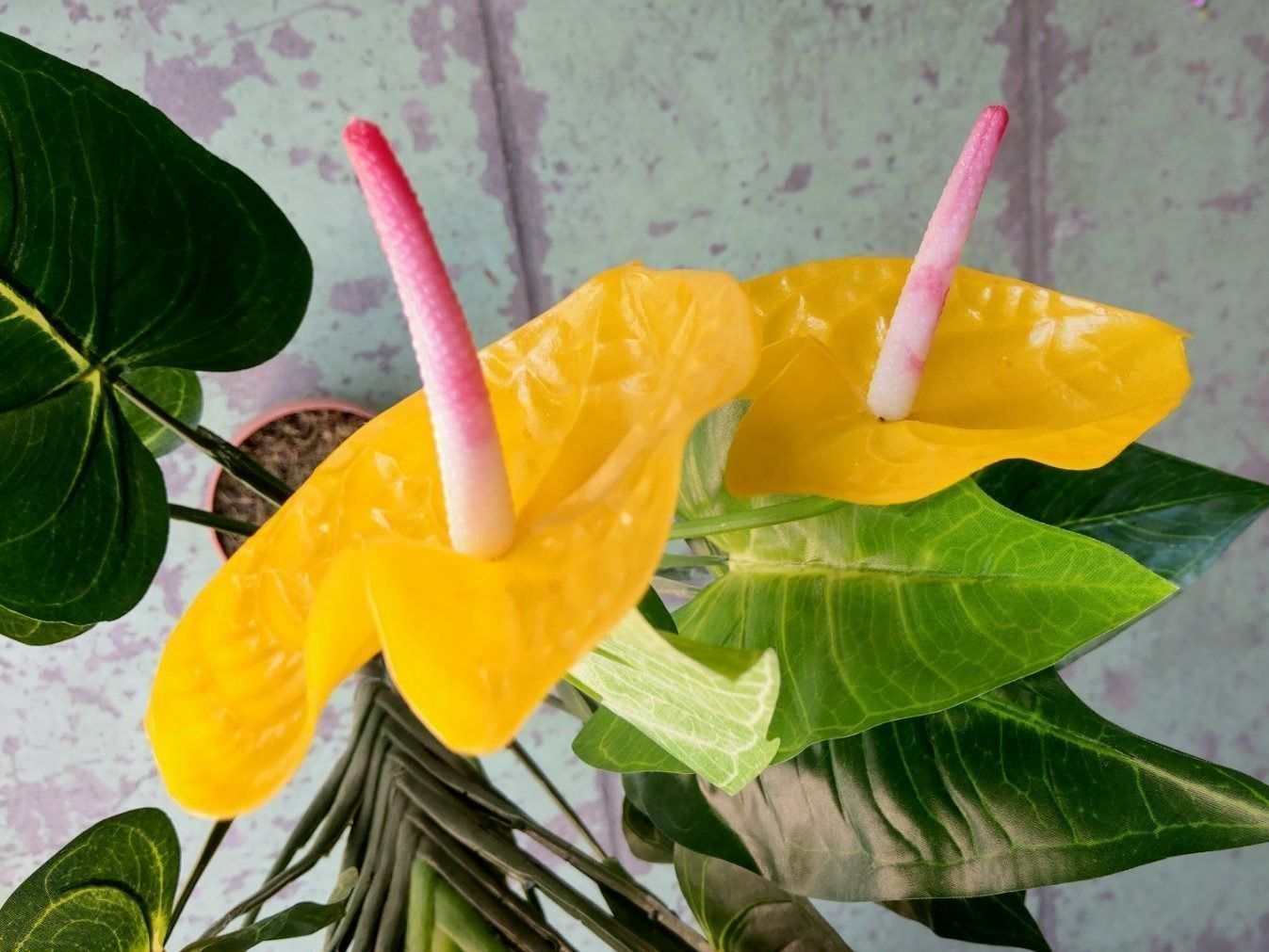 Piante & sementi: Decoflower Anthurium mit gelben Blüten 120cm – Nuovo (secondo la descrizione) da Däniken SO venduto da Profog1 2