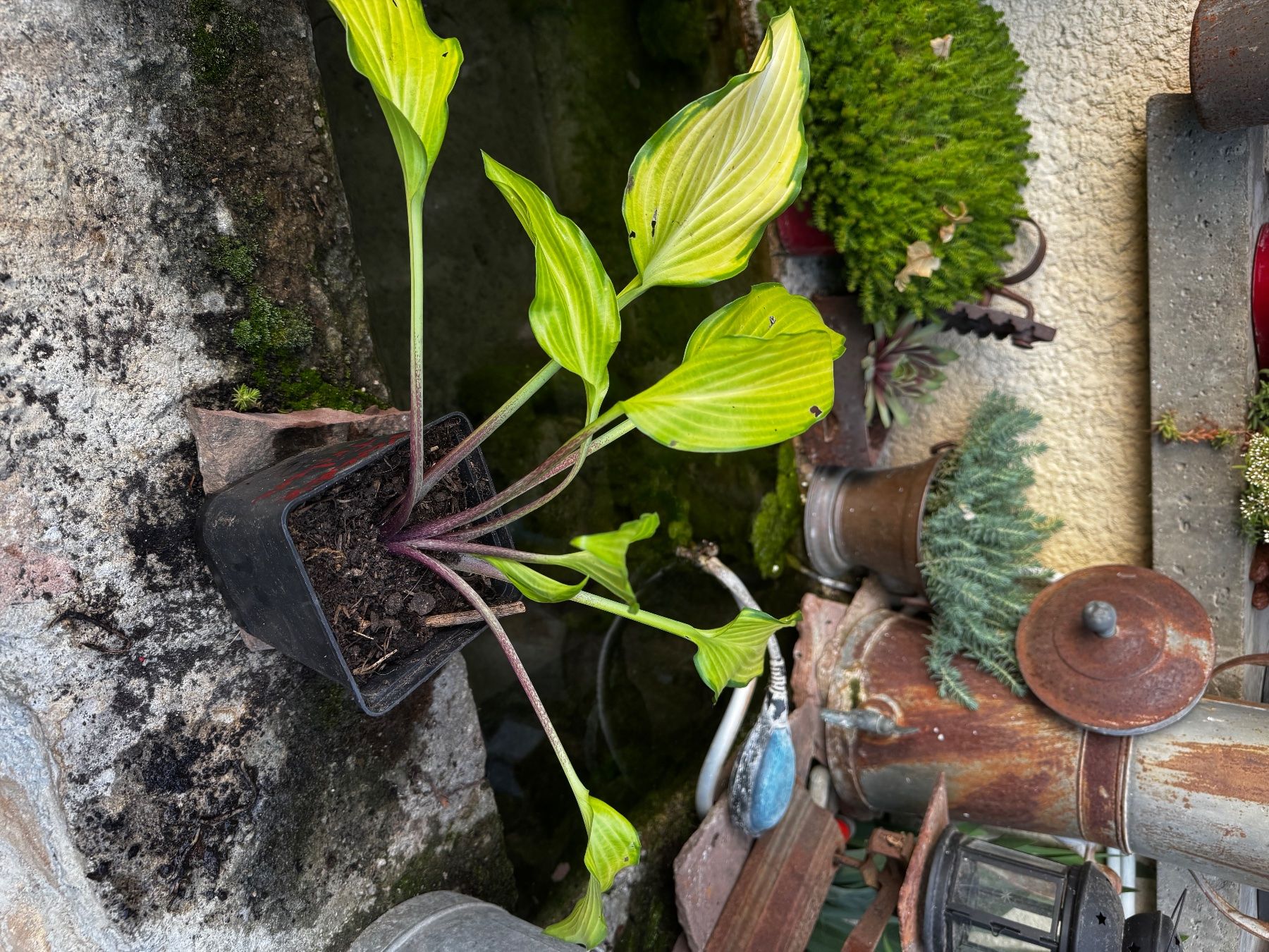 Pflanzen & Samen: Hosta Paradise Tritone – Gebraucht aus Lajoux JU von Briard0 1