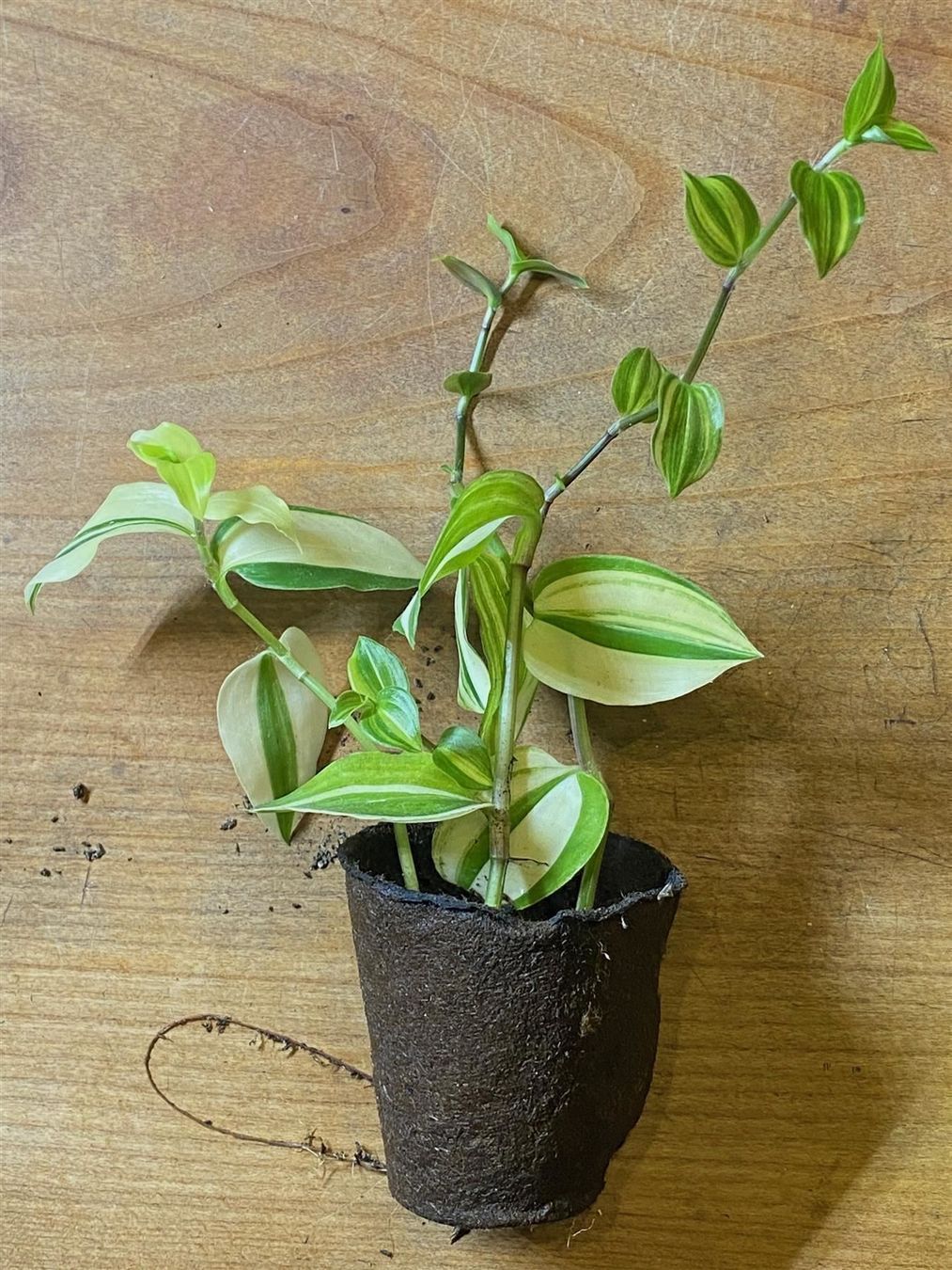 Piante & sementi: Tradescantia fluminensis variegata – Nuovo (secondo la descrizione) da Winterthur venduto da Aniger 2