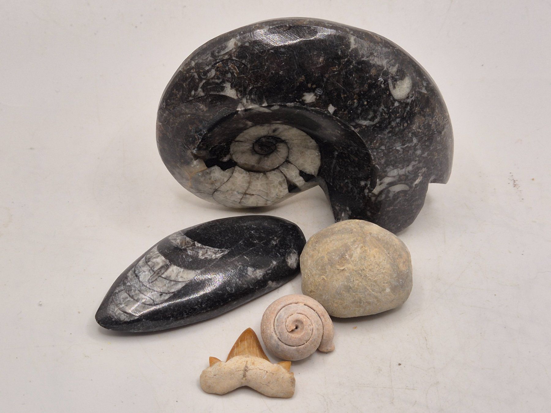 Fossili: Fossilien Set div. – Nuovo e nell'imballaggio originale da Winterthur venduto da LukasMineralienOase