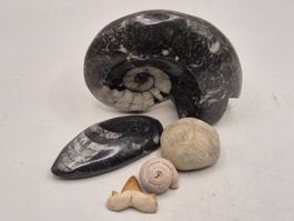 Fossilien Set div.