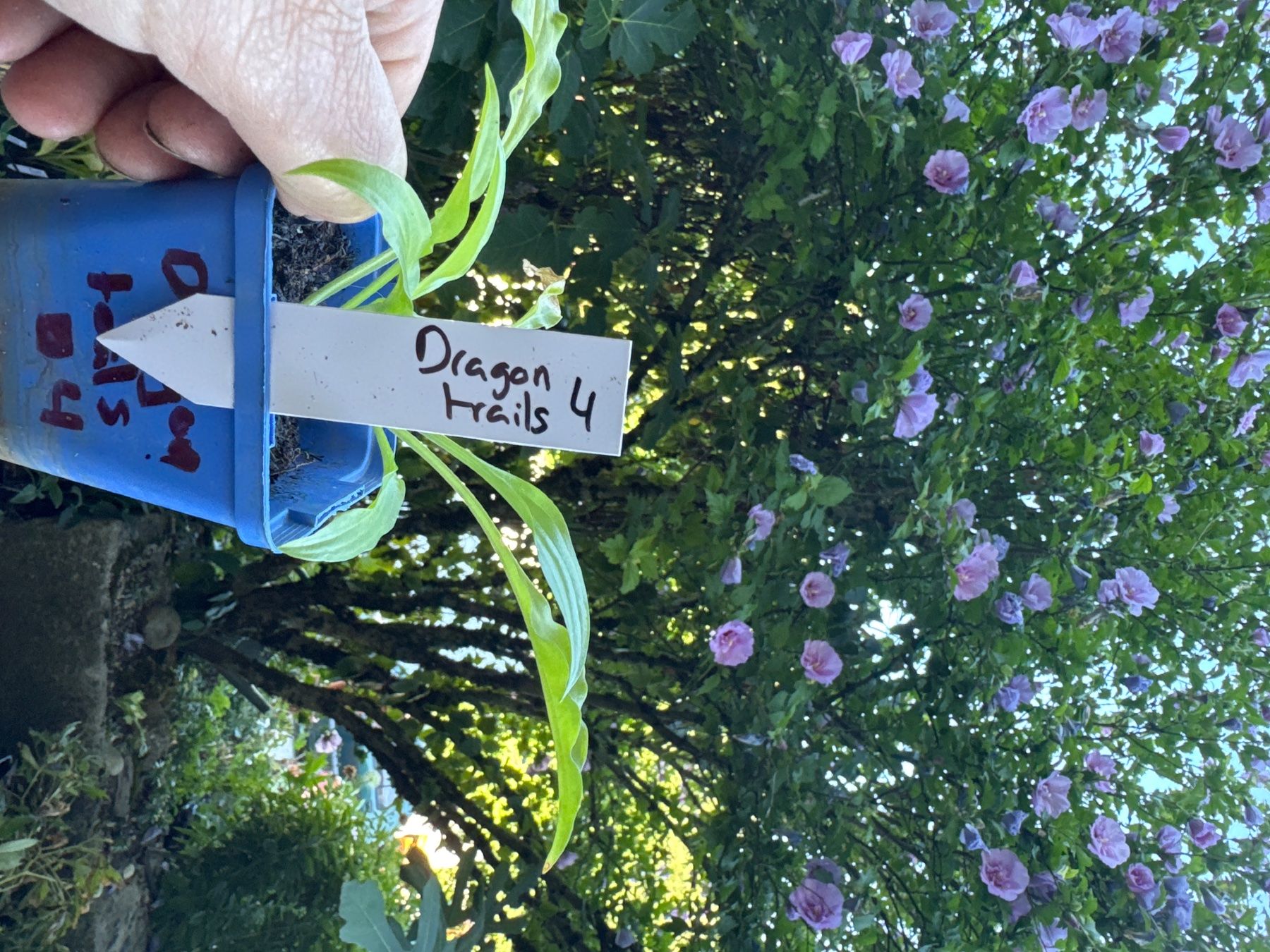 Piante & sementi: Hosta dragon tails 4 – Usato da Lajoux JU venduto da Briard0