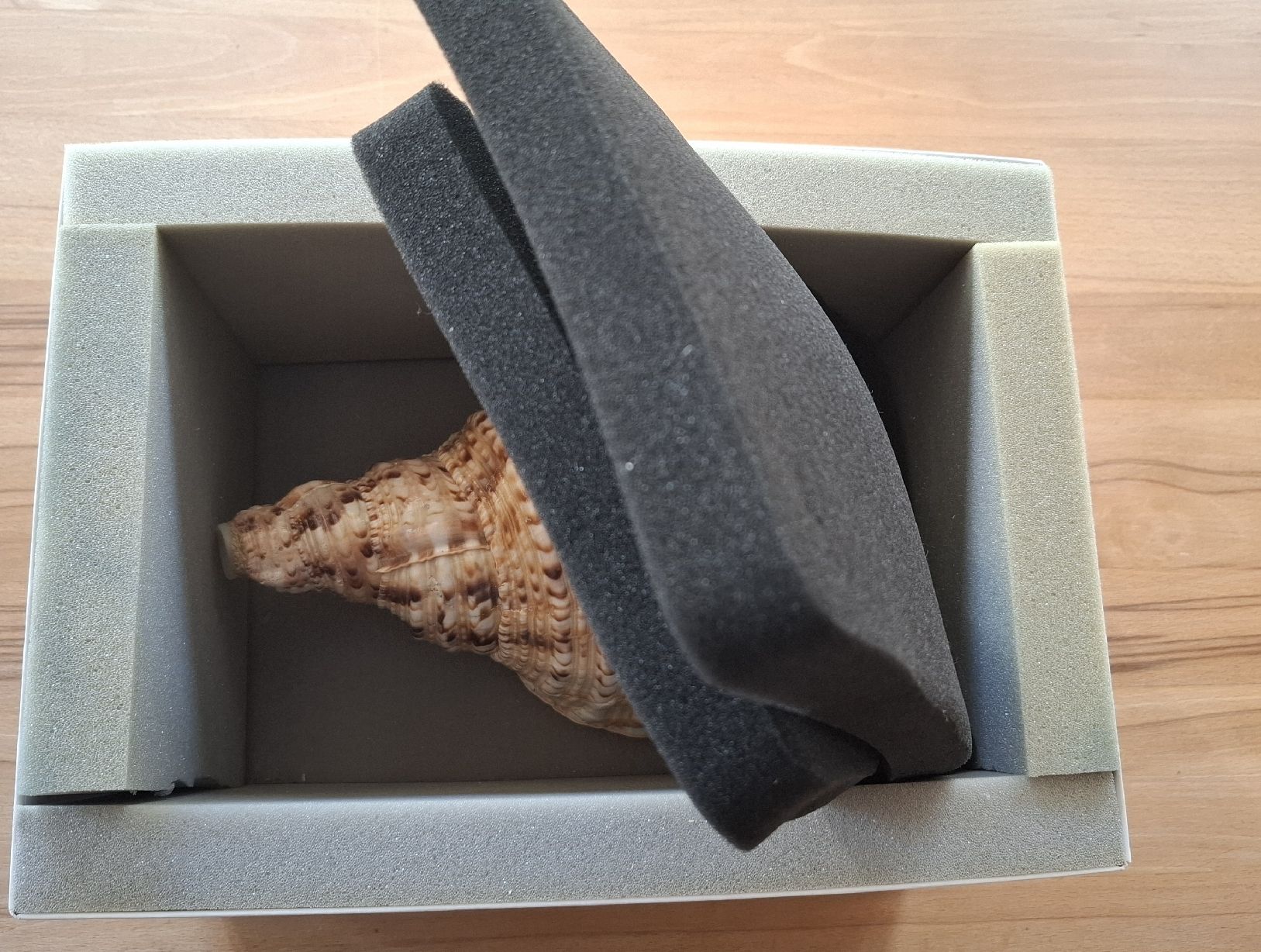 Strumenti musicali: Tritonshorn Blasmuschel – Usato da Marbach SG venduto da Mmyway 7