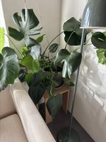 Monstera Zimmerpflanze gross mit Topf guter Zustand