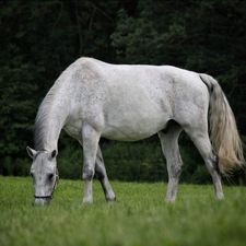 Profile image of followthewhitehorse