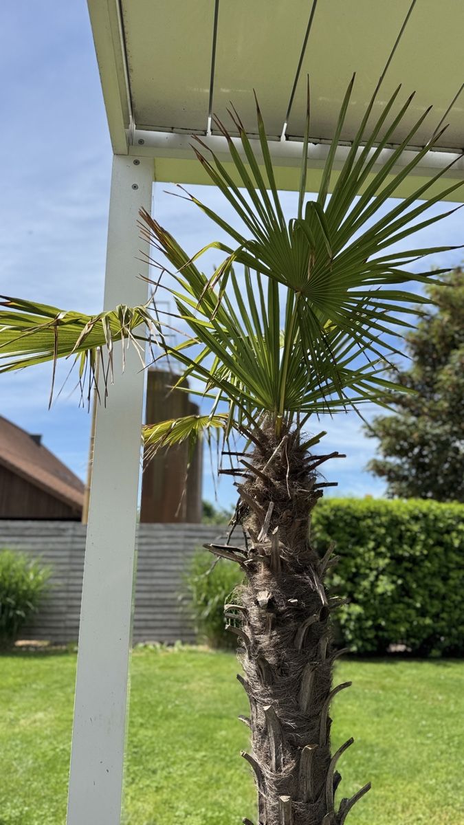 Piante & sementi: Palme inkl. Topf – Usato da Bellmund venduto da ani_27tx 2
