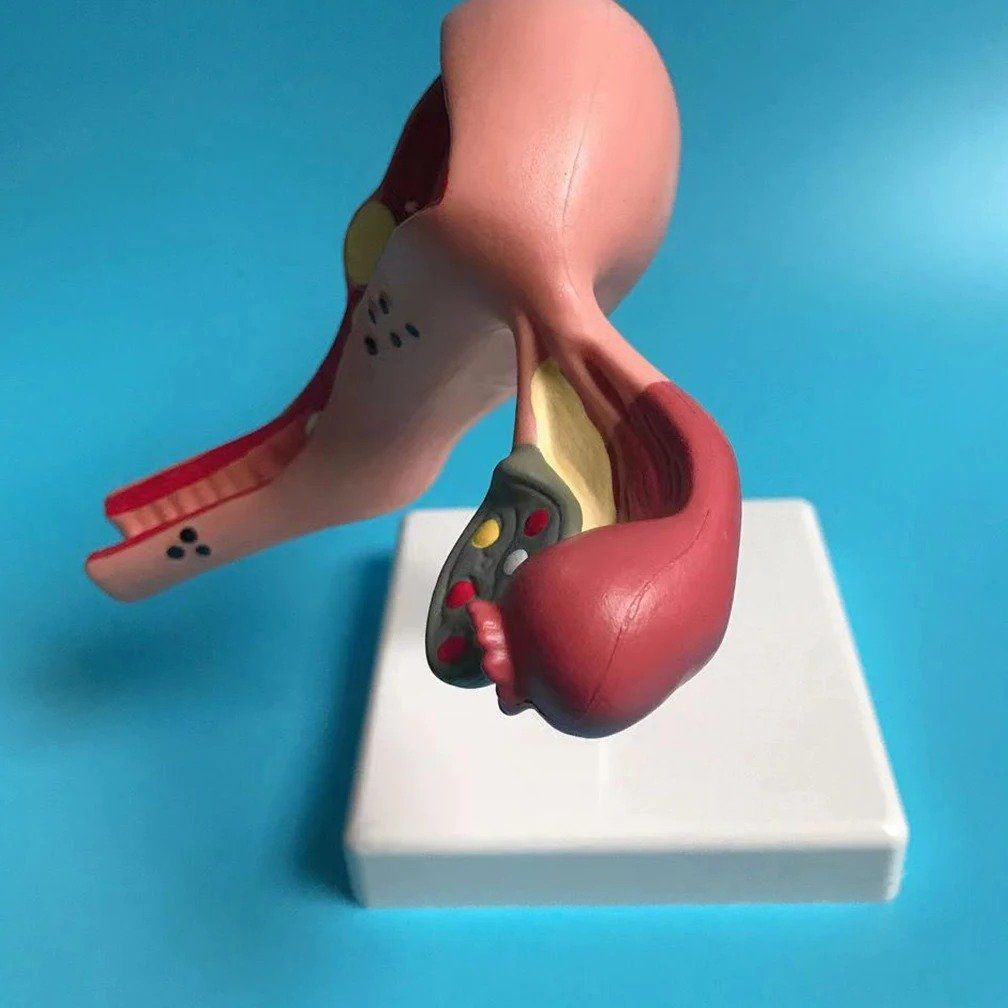 Modellbausätze & Standmodelle: 📌 NEU Gebärmutter Anatomisches Modell – Neu und originalverpackt aus Wittenbach von ChinaSeidenstrasse 1