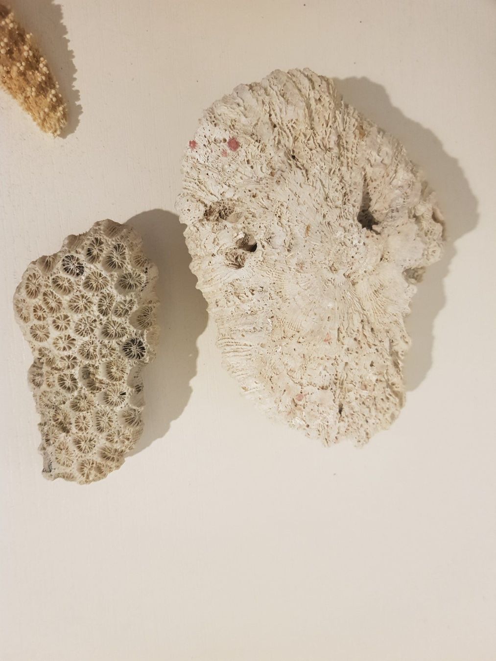 Tutte le decorazioni: Dekorative Korallen, Seesterne – Usato da Münchenstein venduto da tsp01