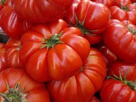 30 Samen PANTANO ROMANESCO Tomate Alte Sorte IT