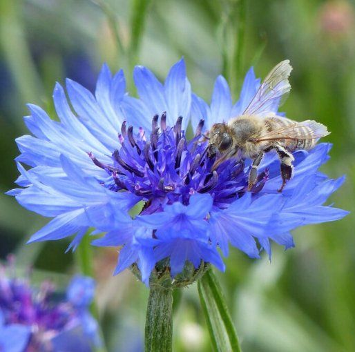 Piante & sementi: Kornblumen (Centaurea cyanus) / 20 Samen – Nuovo (secondo la descrizione) da Hinteregg venduto da ERFOLG78