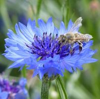 Kornblumen (Centaurea cyanus) / 20 Samen