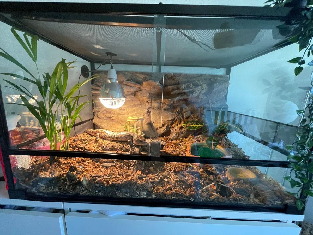 Terrarium: Glas Terrarium – Gebraucht aus Dübendorf von thi_gsg2