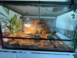 Glas Terrarium