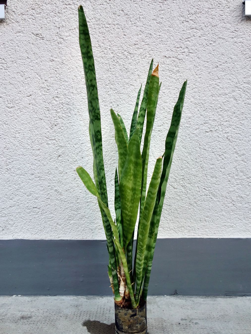 Piante & sementi: Bogenhanf Sansevieria Trifasciata – Nuovo (secondo la descrizione) da Kerzers venduto da zimmergruen 3