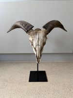 Ziegen Schdel mit Horn auf Ständer Dekoration Fund