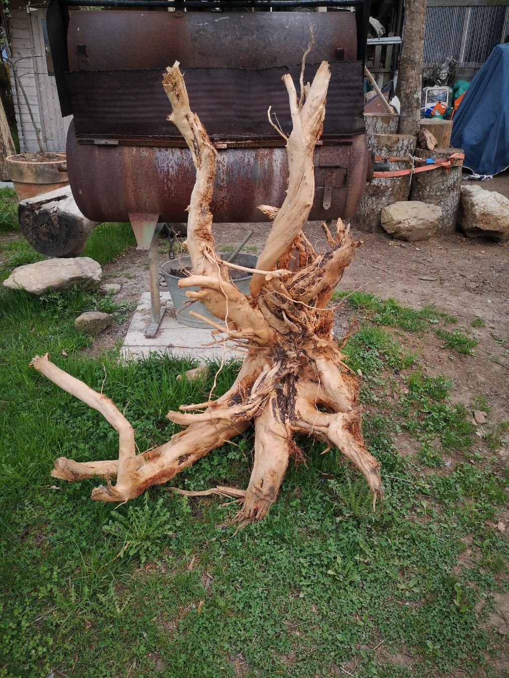 Holzartikel: Baumwurzel – Neu (gemäss Beschreibung) aus Höfen b. Thun von ham_llv8