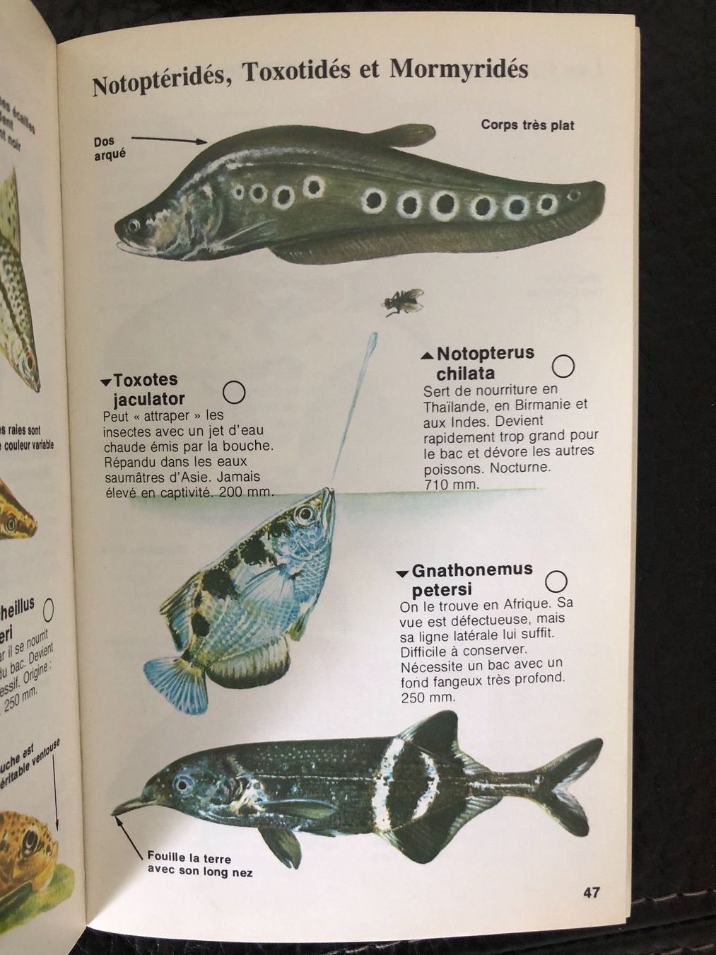 Bücher: Lot 5 guides nature Hachette 1979/1981 – Gebraucht aus Petit-Lancy von Hastala42 4