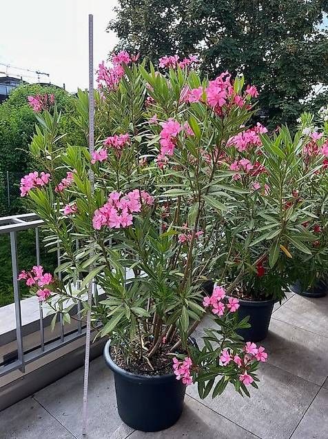 Plantes & graines: wunderschöne Oleander abzugeben – D'occasion à Thalwil par Manuelazh 1