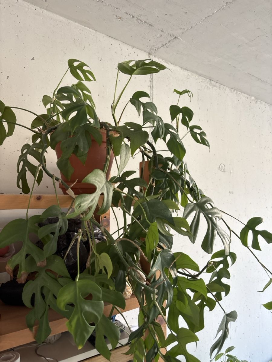 Piante & sementi: Mini Monstera (Rhaphidophora tetrasperma) – Usato da Dübendorf venduto da Blausmarties 3