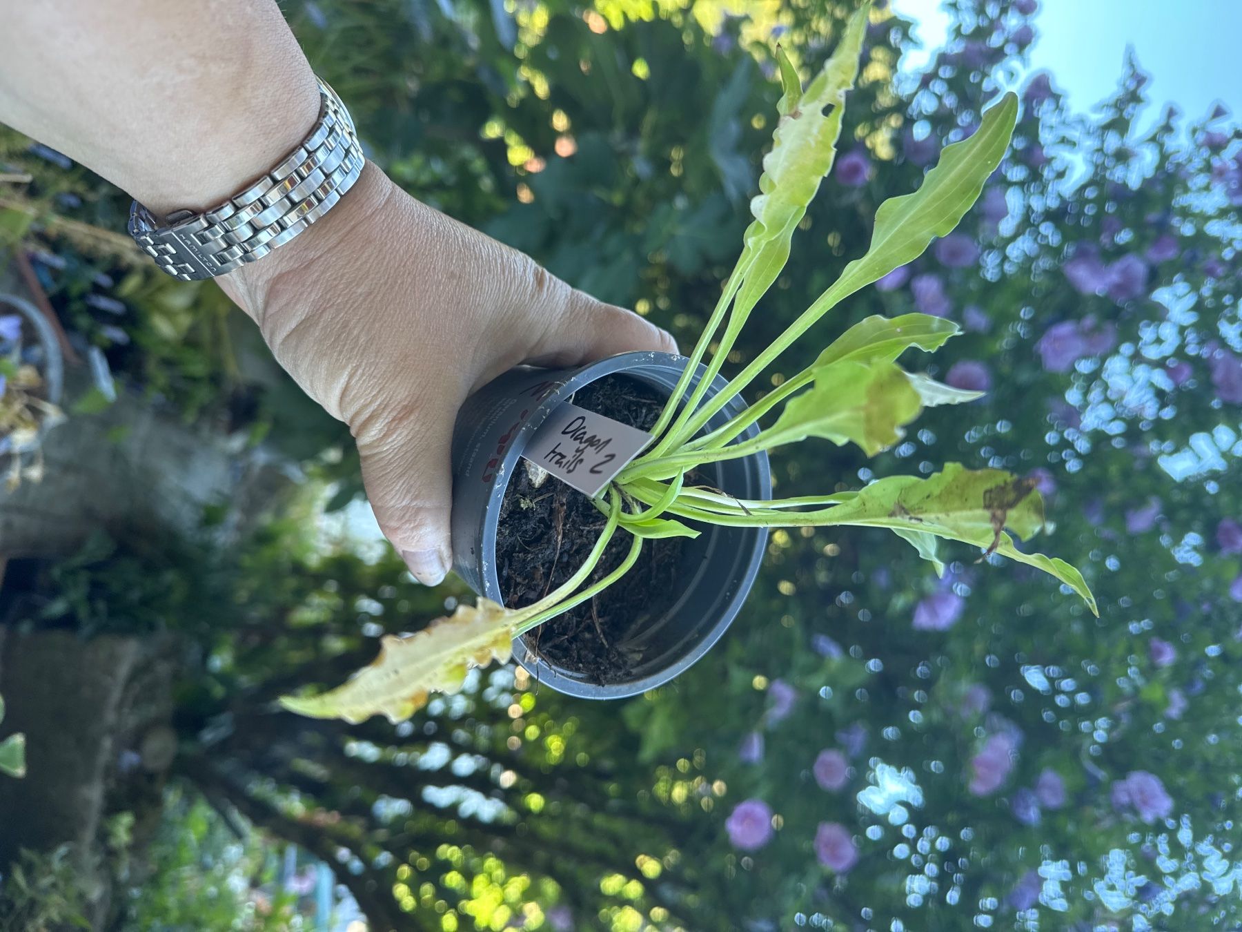 Piante & sementi: Hosta dragon tails 2 – Usato da Lajoux JU venduto da Briard0 1