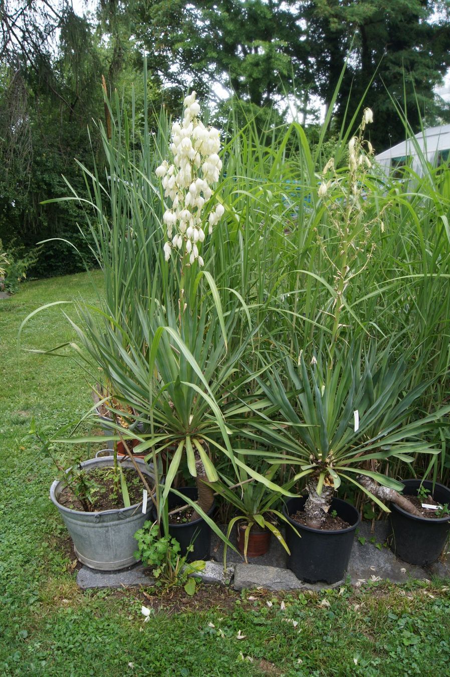 snake plants for sale Sansevieria trifasciata --Pulsar Snake Plant--
