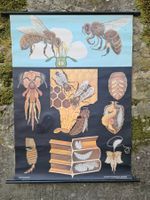 Ancienne affiche scolaire: abeille domestique (Apis m.)