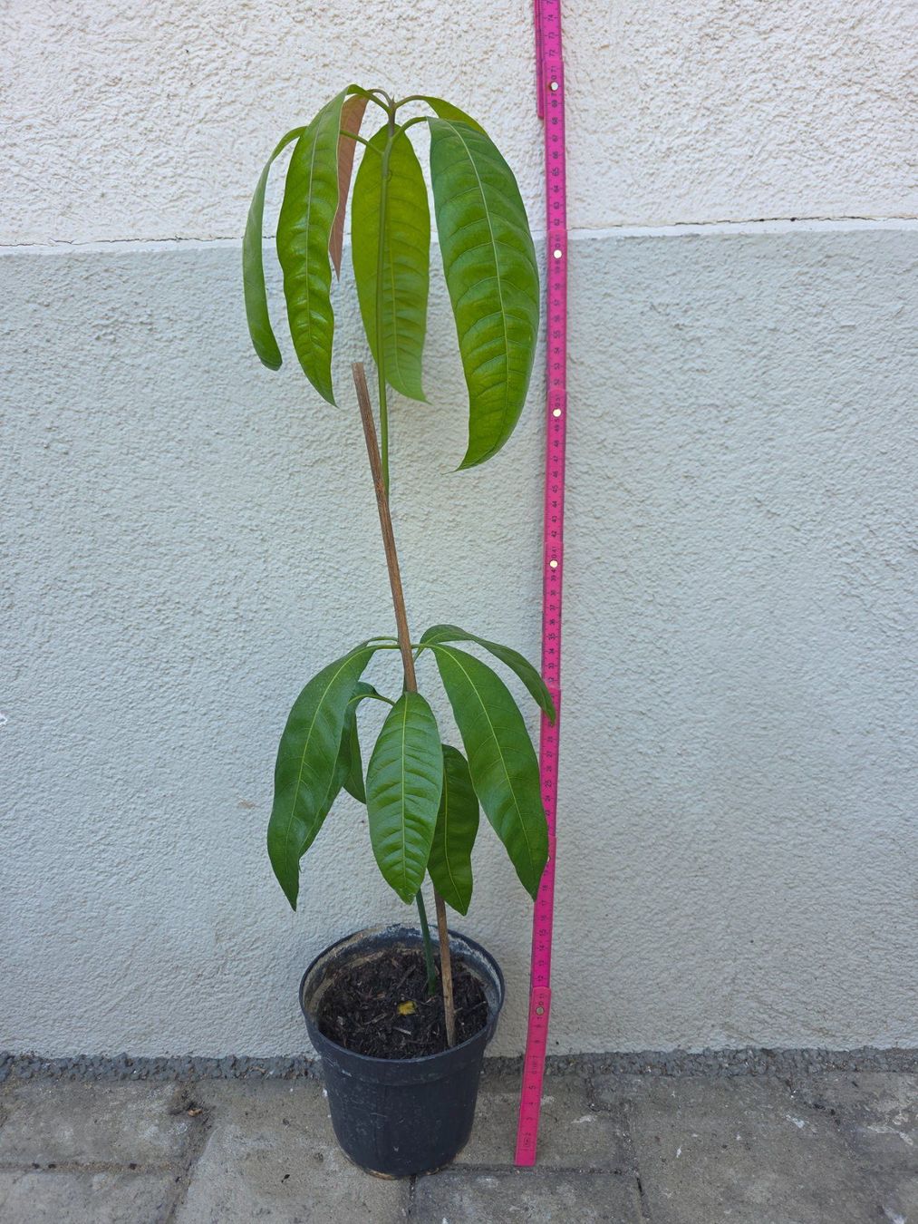 Piante & sementi: Mango Baum Sämling – Nuovo (secondo la descrizione) da Thalheim venduto da silvara01 6