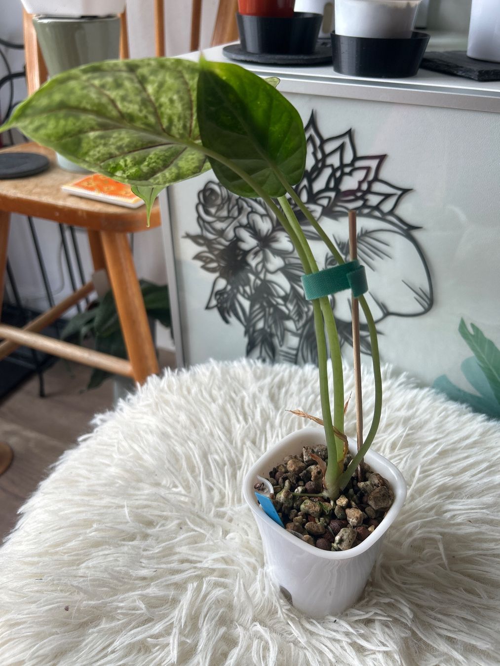 Piante & sementi: Alocasia Dragon Scale variegata Mint – Nuovo (secondo la descrizione) da Scherzingen venduto da Elefantenohr.ch 2
