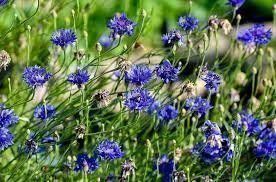 Piante & sementi: 25 Samen , Kornblume Blau – Nuovo (secondo la descrizione) da Eschen venduto da Saemereien24 1