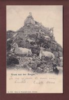 Gruss aus den BERGEN - Ziege - 1904
