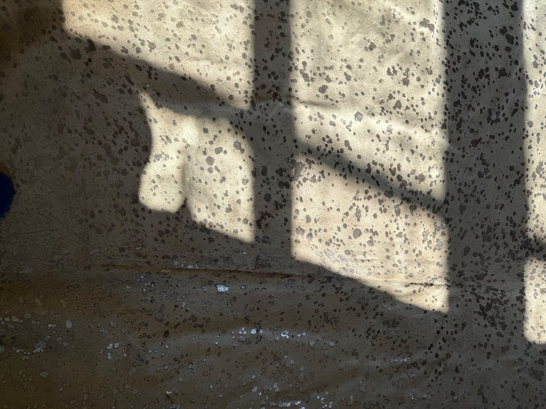 Teppiche: Rinderfell de Luxe Creme-Silber XXL – Gebraucht aus Bretzwil von neuguinea 5